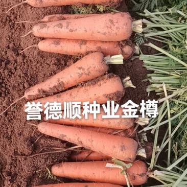 河北省邢台市柏乡县大量胡萝卜上市需要下单，可水洗打冷