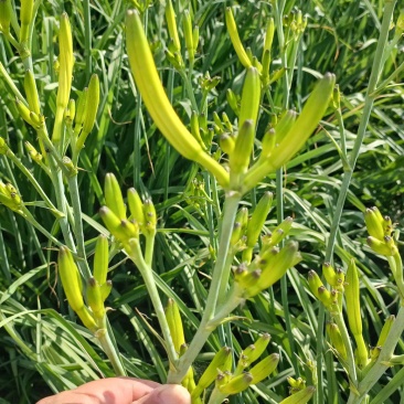 黄花菜
