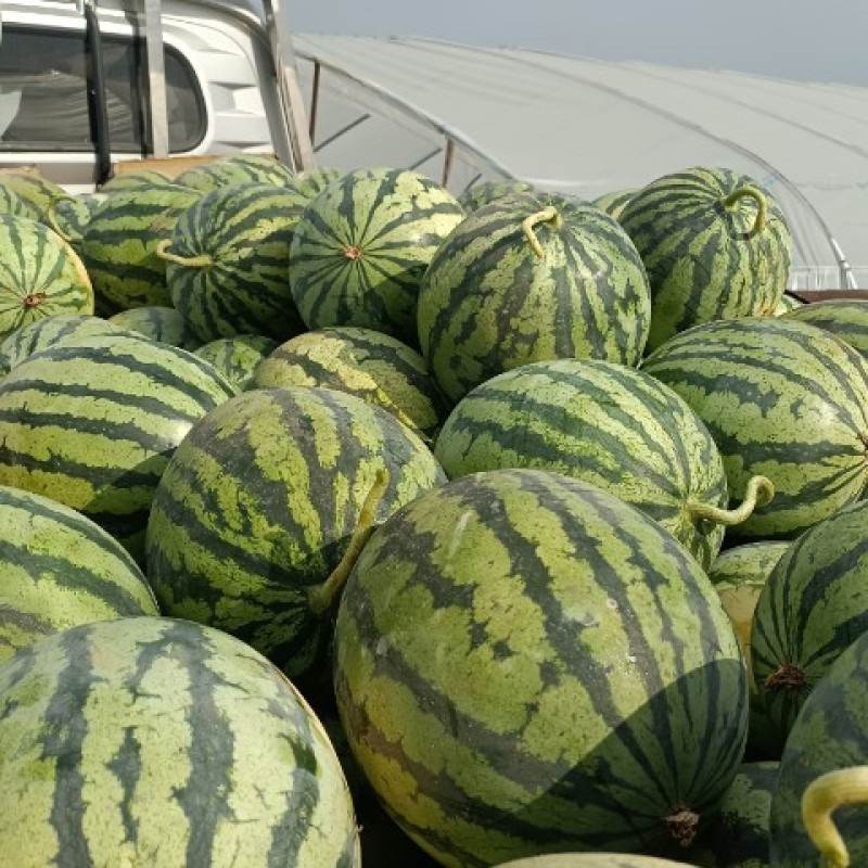 山西，忻州，美都，麒麟，无籽西瓜产地直供全国发货
