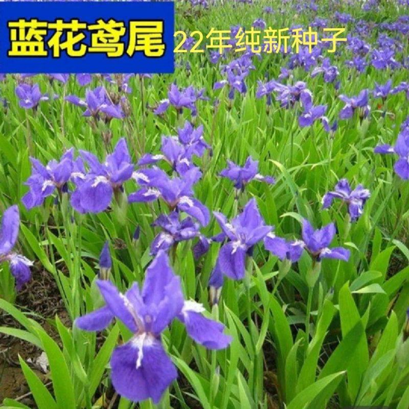 25年新种子蓝花鸢尾花种子蝴蝶兰种子保证发芽率绿化公园