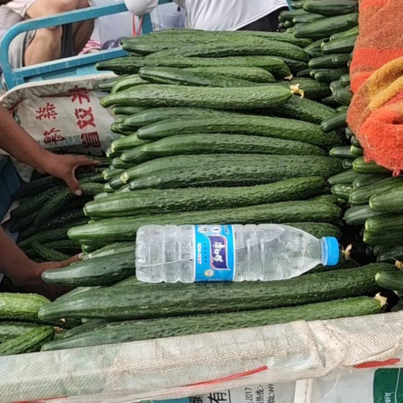 黄瓜。鲜花，陆地中粗。大量供货，保证质量。