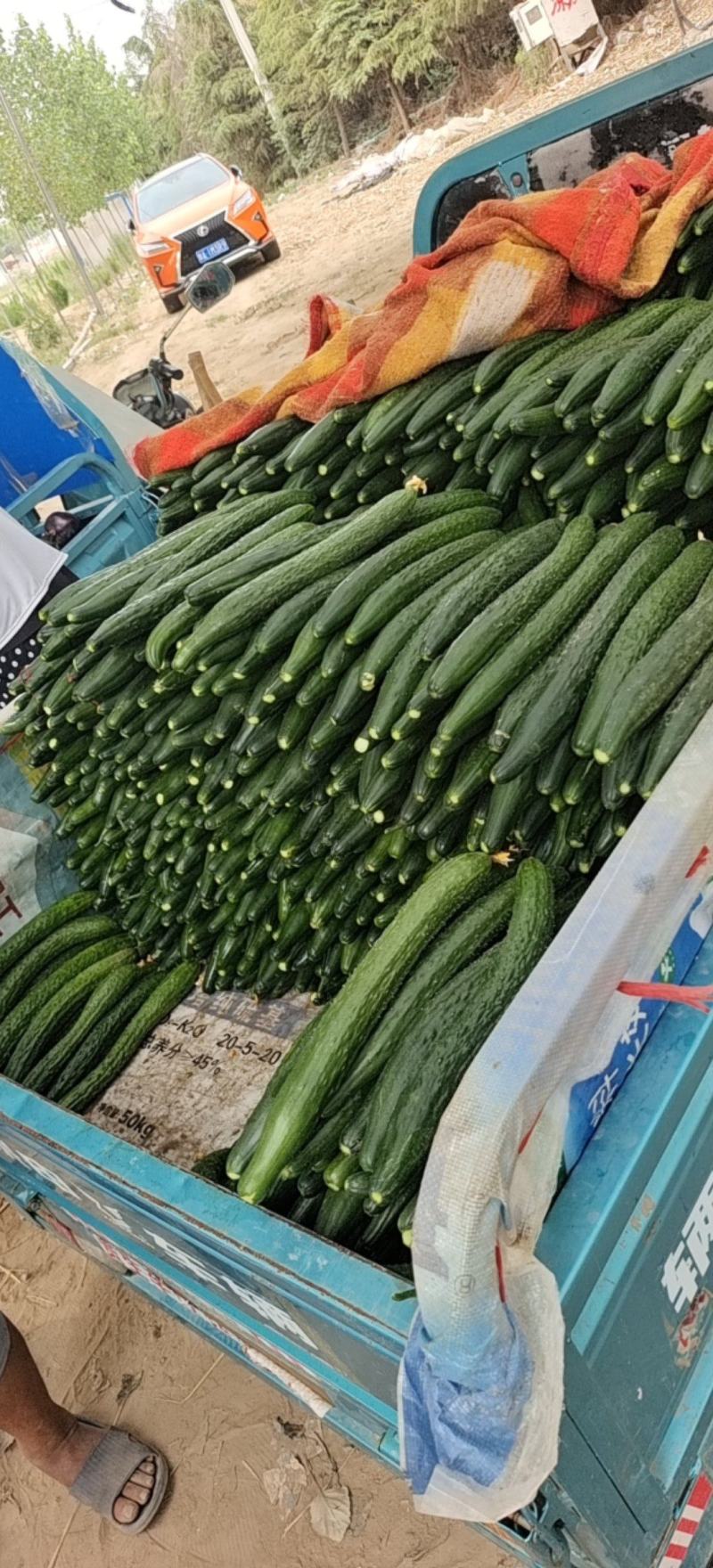 黄瓜。鲜花，陆地中粗。大量供货，保证质量。