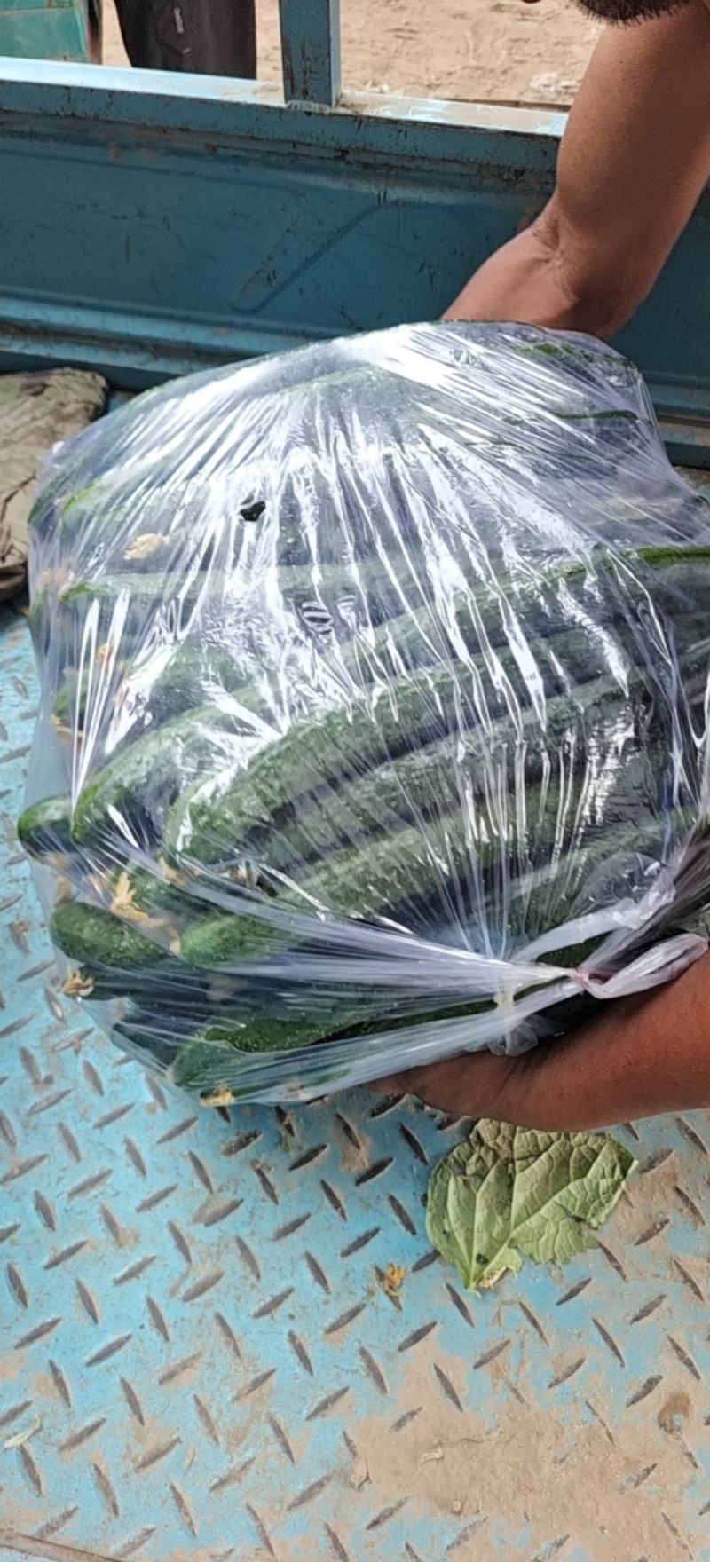 黄瓜。鲜花，陆地中粗。大量供货，保证质量。