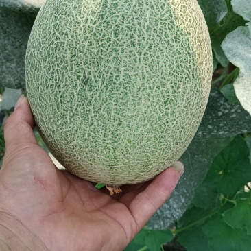 西州蜜25