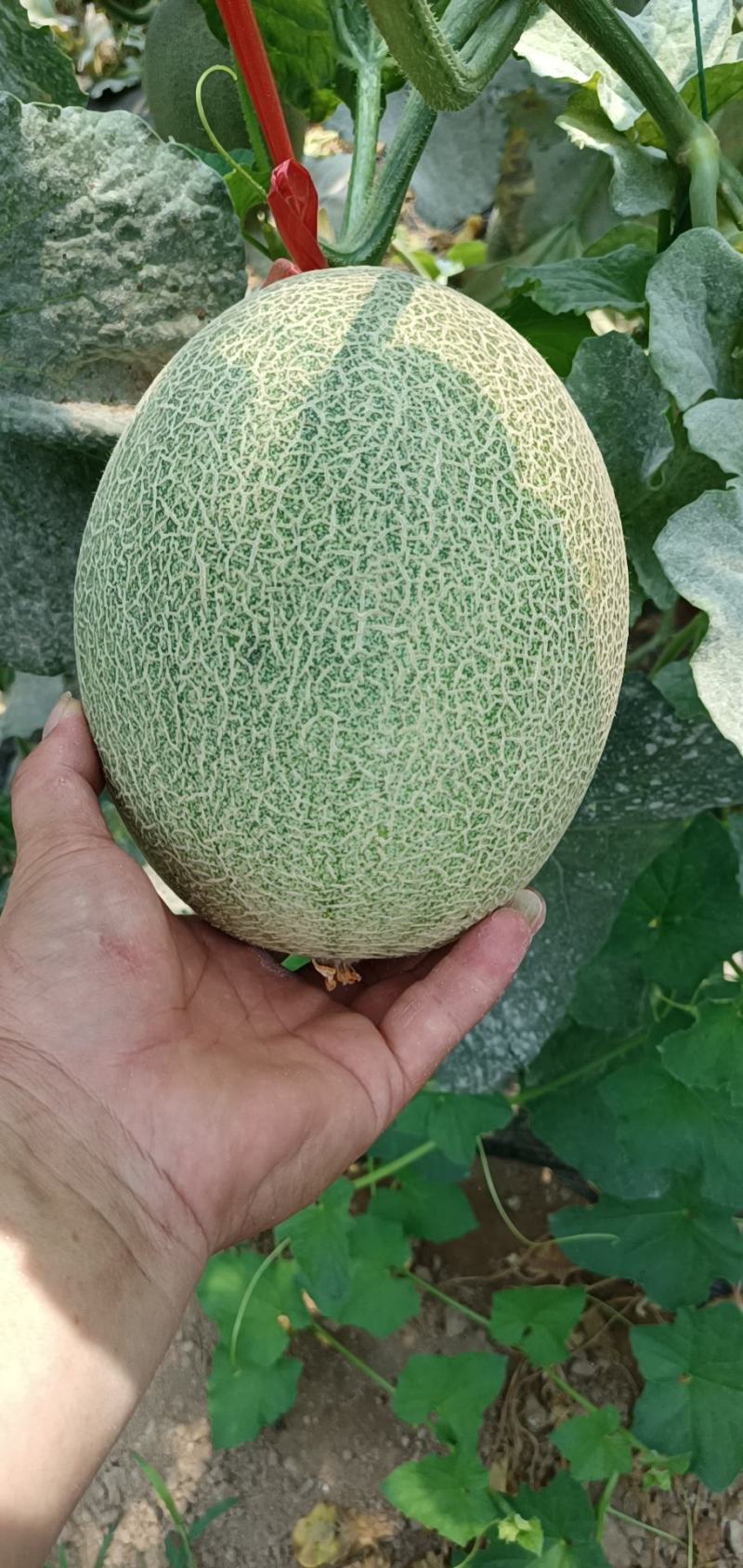 西州蜜25