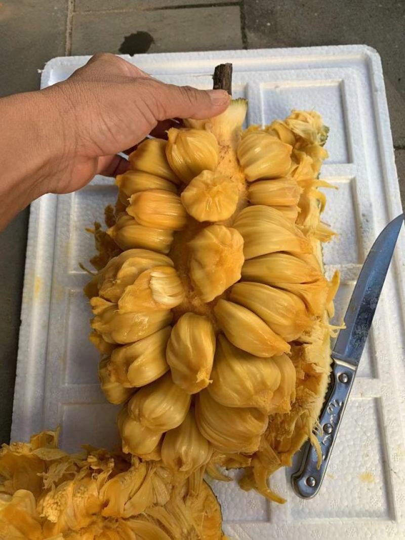 耐寒长孟尖榴莲蜜苗个头大种植2年可产果