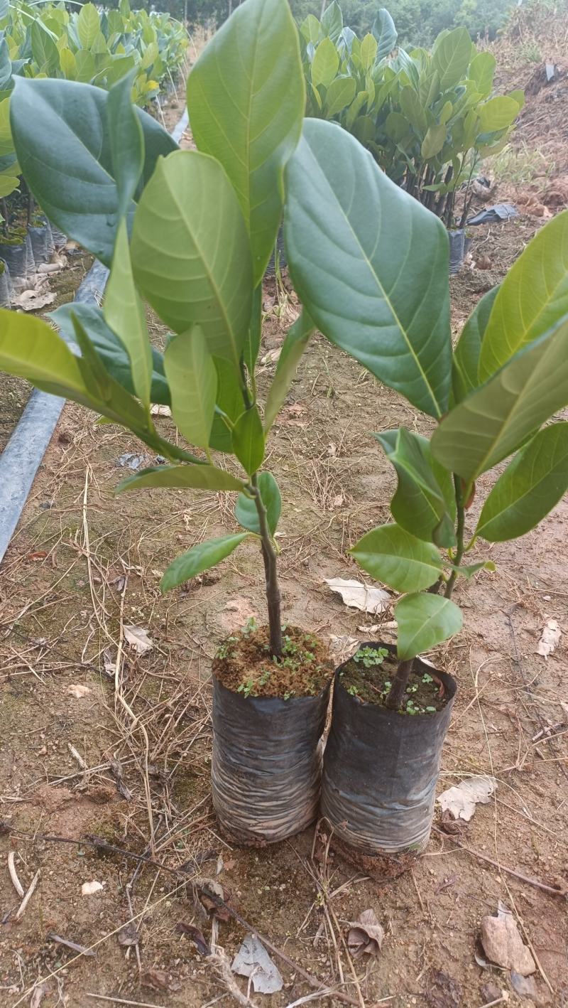耐寒长孟尖榴莲蜜苗个头大种植2年可产果