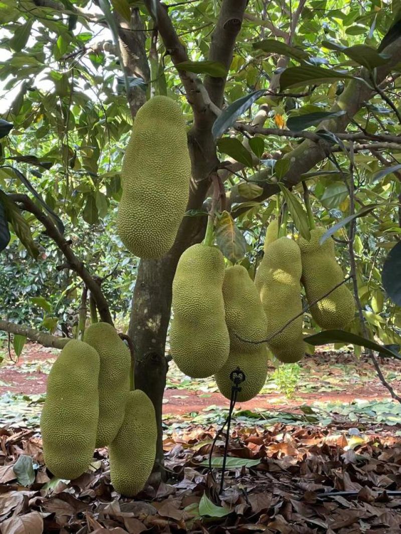 耐寒长孟尖榴莲蜜苗个头大种植2年可产果