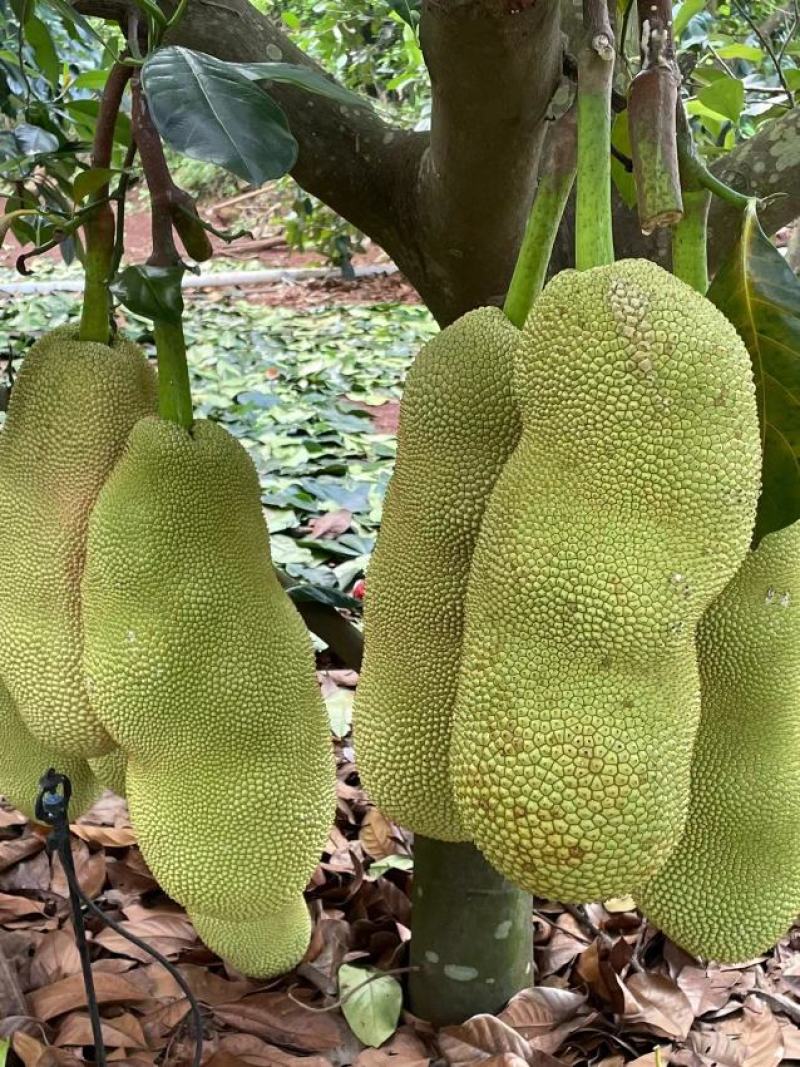 耐寒长孟尖榴莲蜜苗个头大种植2年可产果
