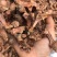 茶籽心油茶籽心油茶树果实无硫无提取