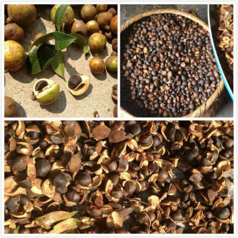 茶籽心油茶籽心油茶树果实无硫无提取