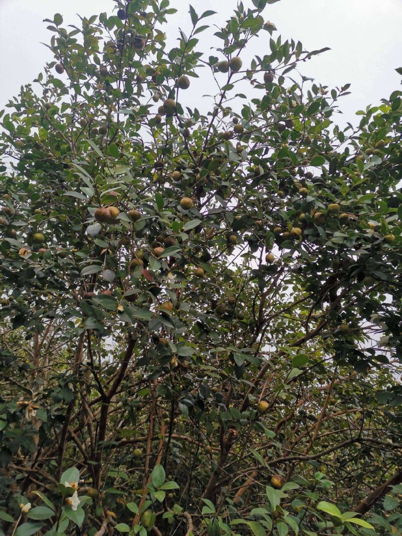 茶籽心油茶籽心油茶树果实无硫无提取
