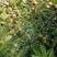 茶籽心油茶籽心油茶树果实无硫无提取