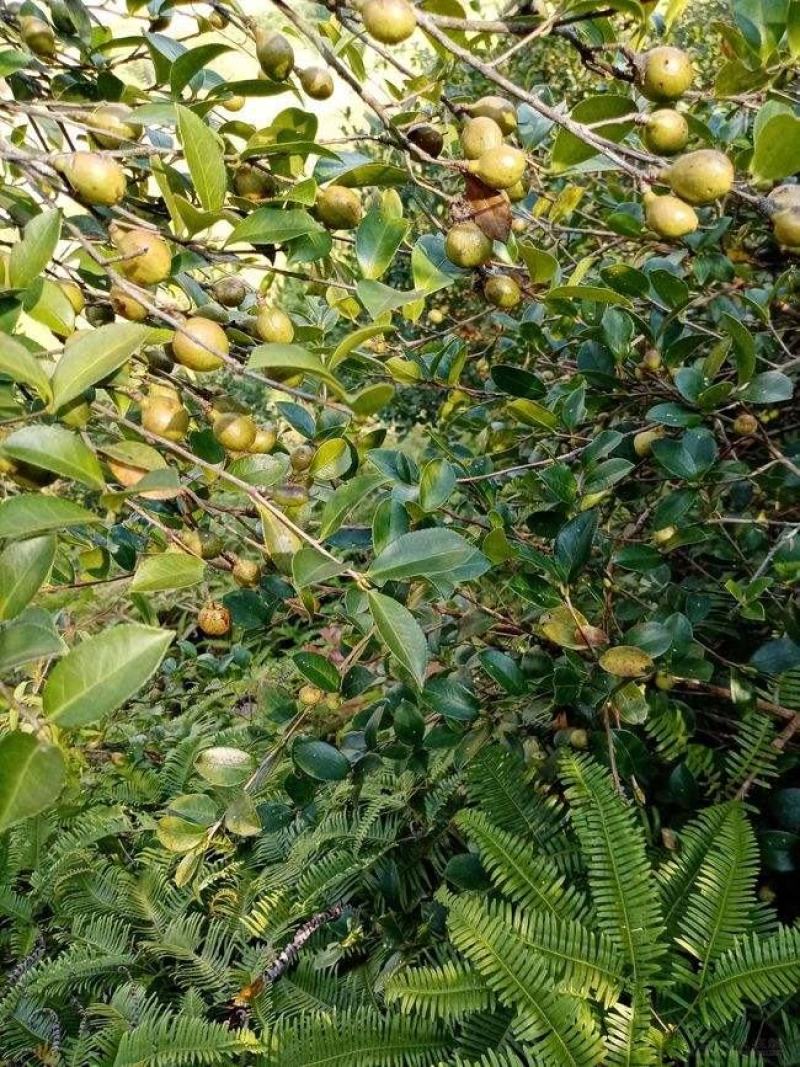 茶籽心油茶籽心油茶树果实无硫无提取