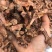 茶籽心油茶籽心油茶树果实无硫无提取