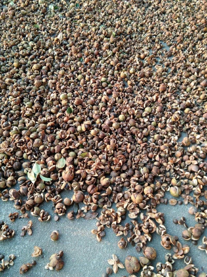 茶籽心油茶籽心油茶树果实无硫无提取