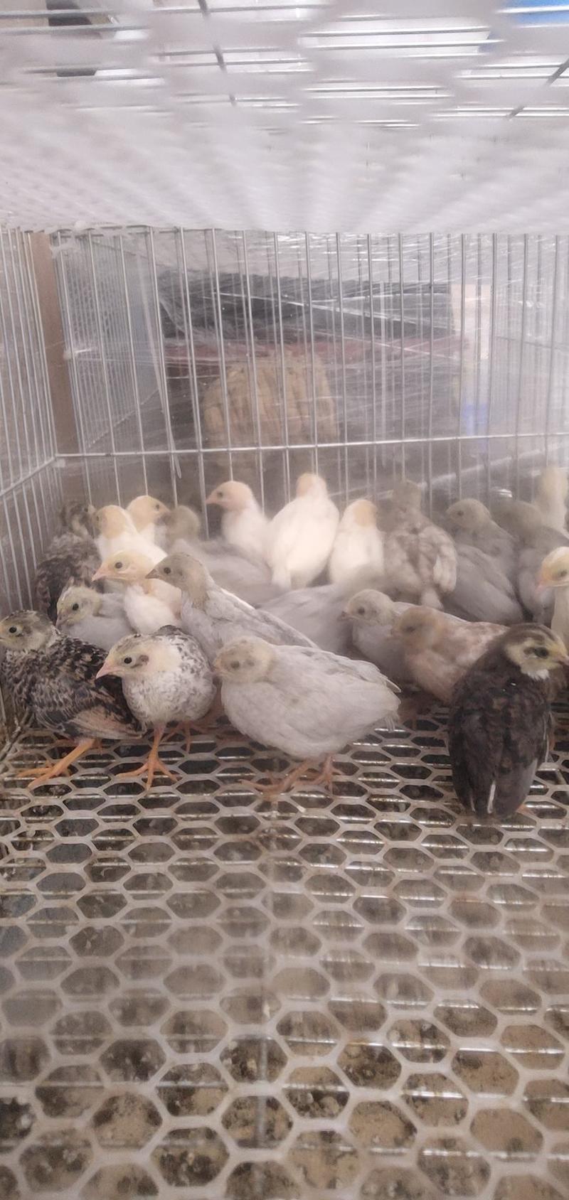 芦丁鸡桂花雀成年鸡鸡苗大量出售，四川云南地区可发快递
