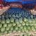 大量供应绿裳西瓜，个大味甜，皮毛靓丽，产地一手货源