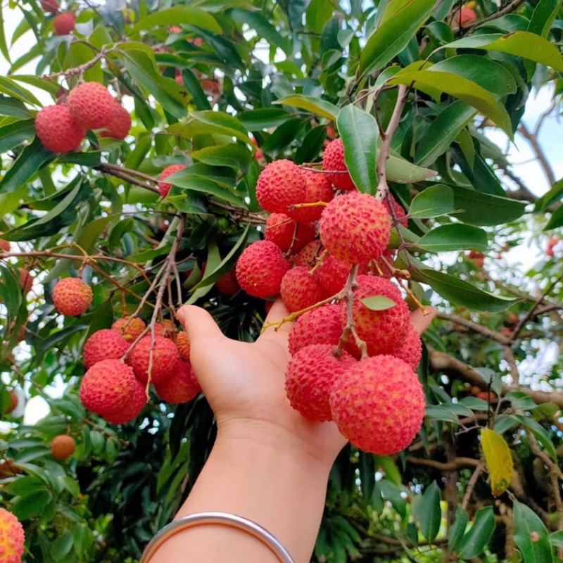 荔枝苗正品嫁接苗桂味荔枝苗，核小肉厚