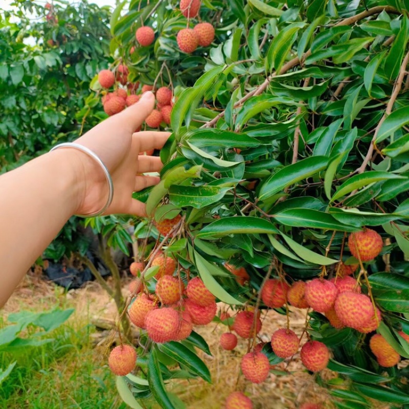 荔枝苗正品嫁接苗桂味荔枝苗，核小肉厚