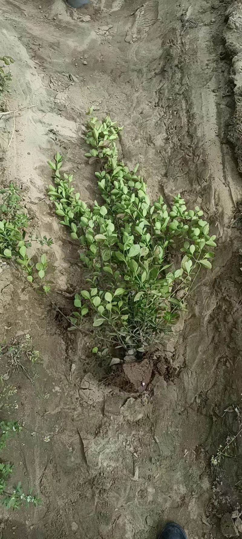卫矛