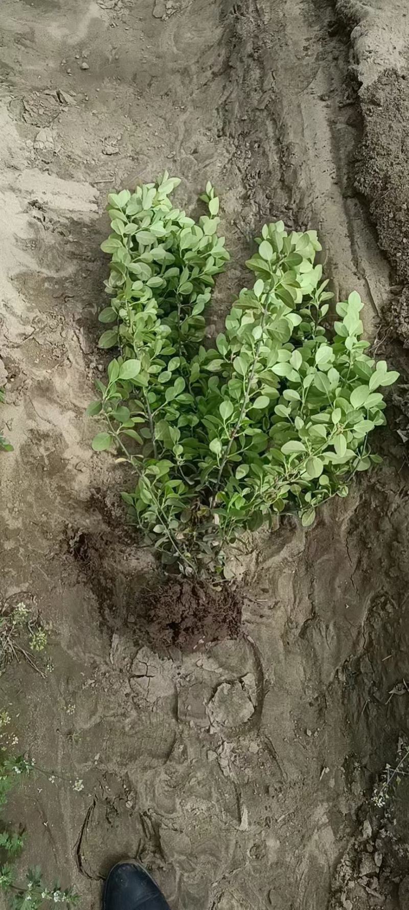 卫矛