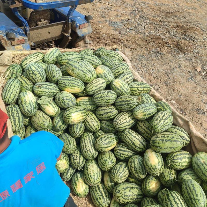 大量供应绿裳西瓜，个大味甜，皮毛靓丽，产地一手货源