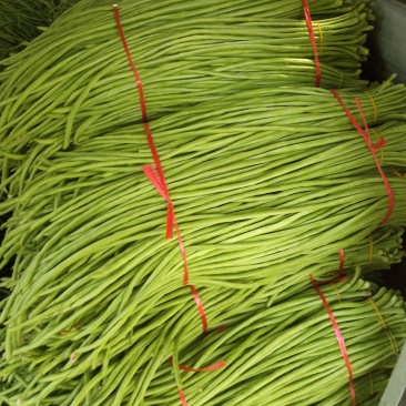 河南中牟长豆角大量上市发市场豆角，咸菜厂都有