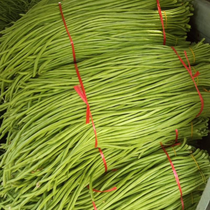 河南中牟长豆角大量上市发市场豆角，咸菜厂都有