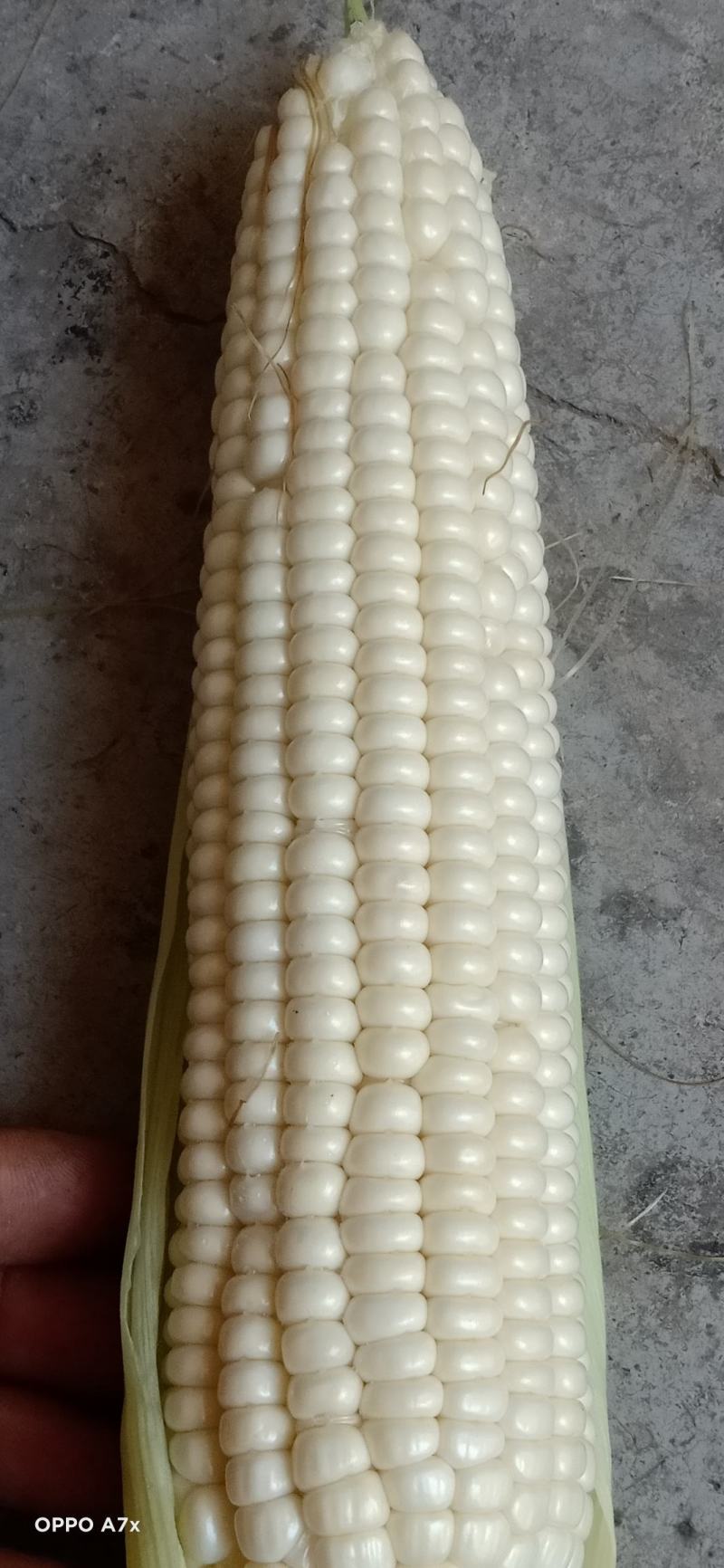 甜糯玉米
