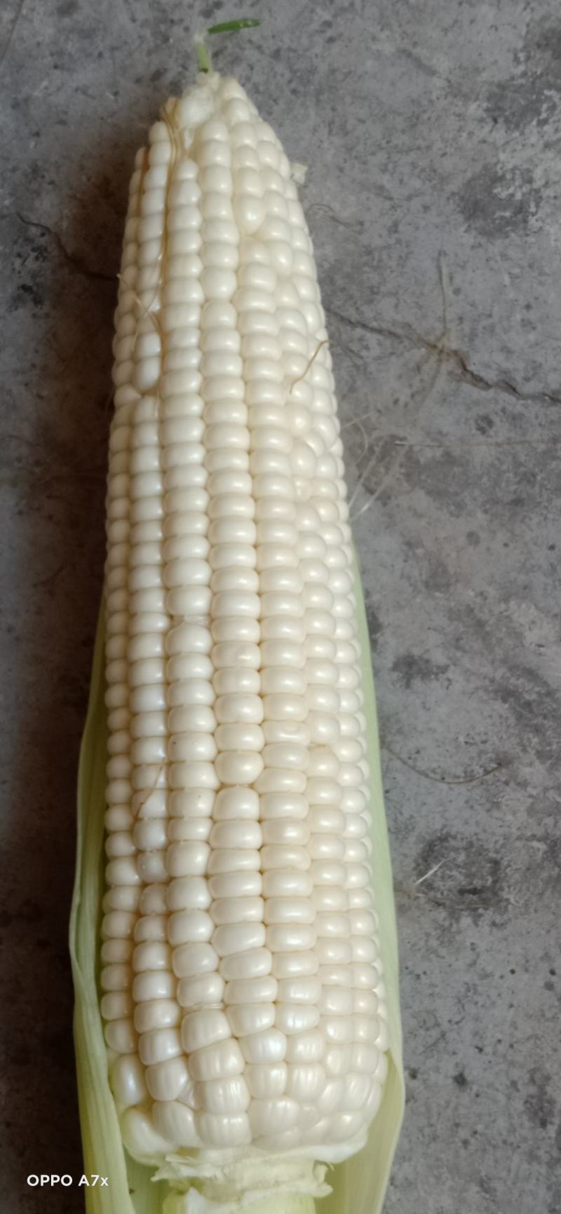 甜糯玉米
