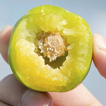 青脆李子，脆甜脱骨，无渣水分足。产地代收代发。