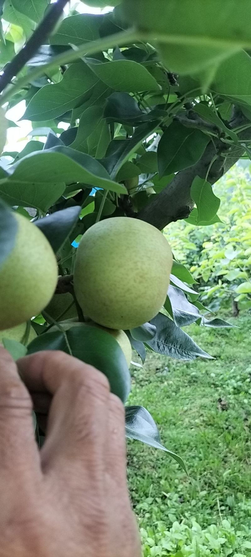 自家种植夏雪梨，细腻化渣，皮薄肉厚多汁，欢迎选购。