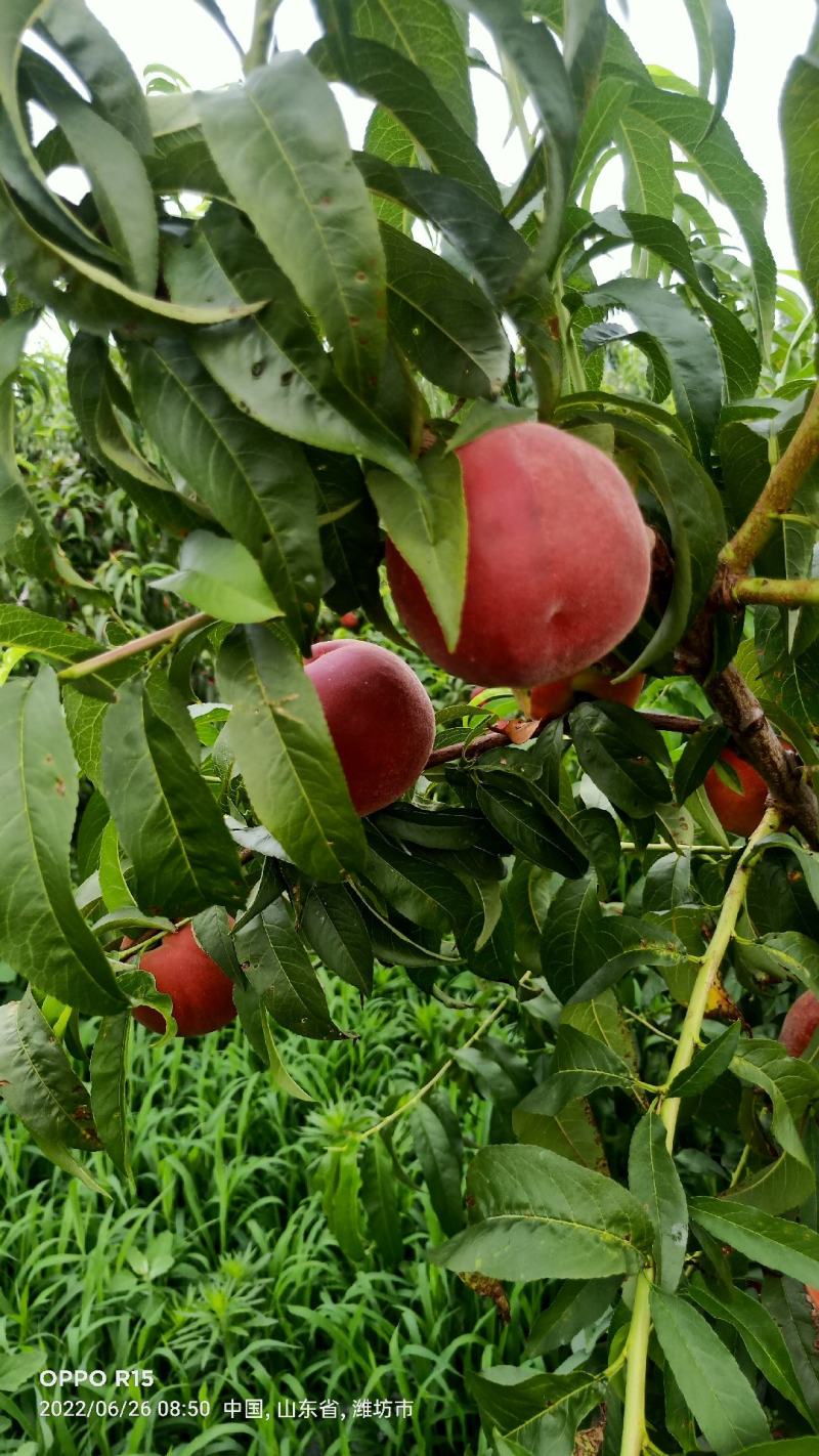 黄金蜜一号桃，产地直发一首货源，纯沙土地种植口感脆甜多汁