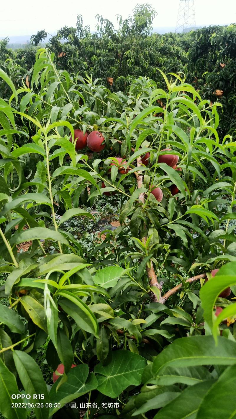 黄金蜜一号桃，产地直发一首货源，纯沙土地种植口感脆甜多汁
