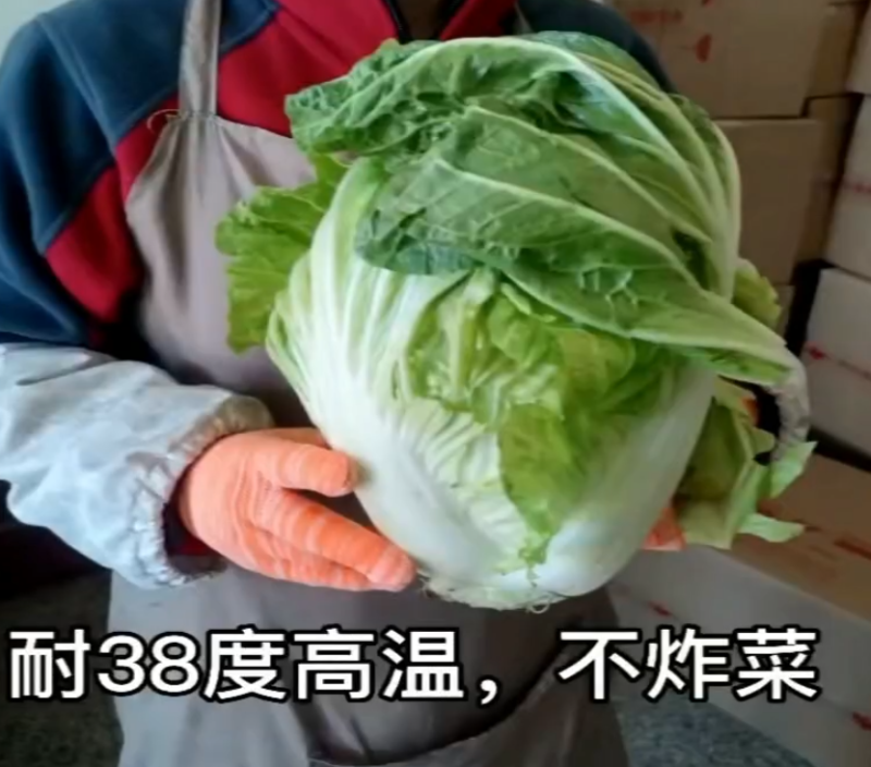 夏宝吉夏南韩绿冠抗热白菜种子抗病品质好耐热品种