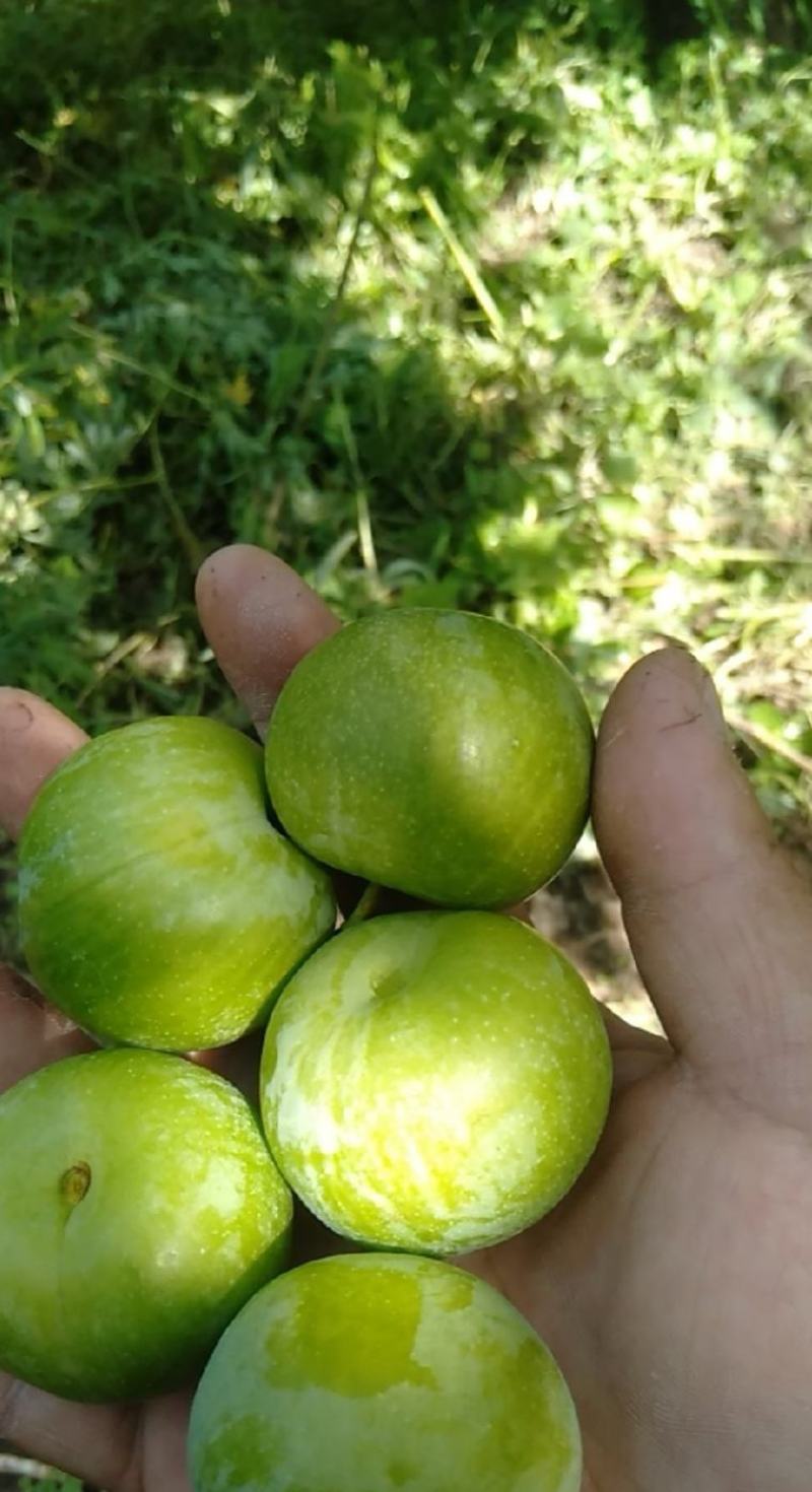 城固青脆李子，脆甜爽口，味道浓郁。产地代收代发