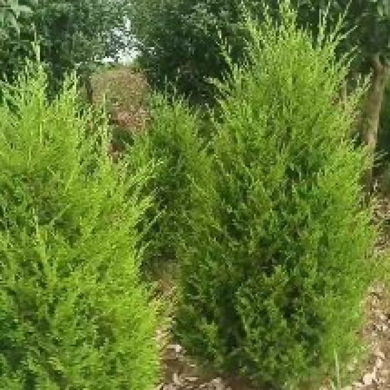 大量供应各种规格塔柏，1.5米高塔柏，湖南塔柏，塔柏基地