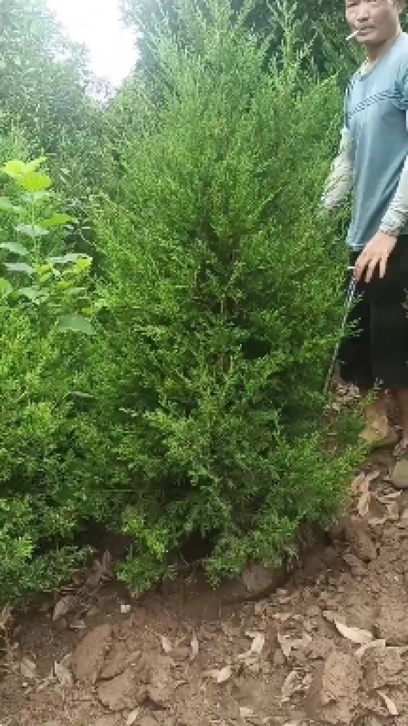 大量供应各种规格塔柏，1.5米高塔柏，湖南塔柏，塔柏基地