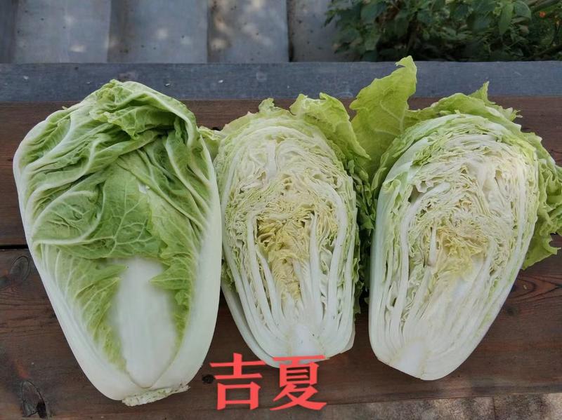 南韩绿冠及品夏抗热白菜种子抗病品质好耐热品种