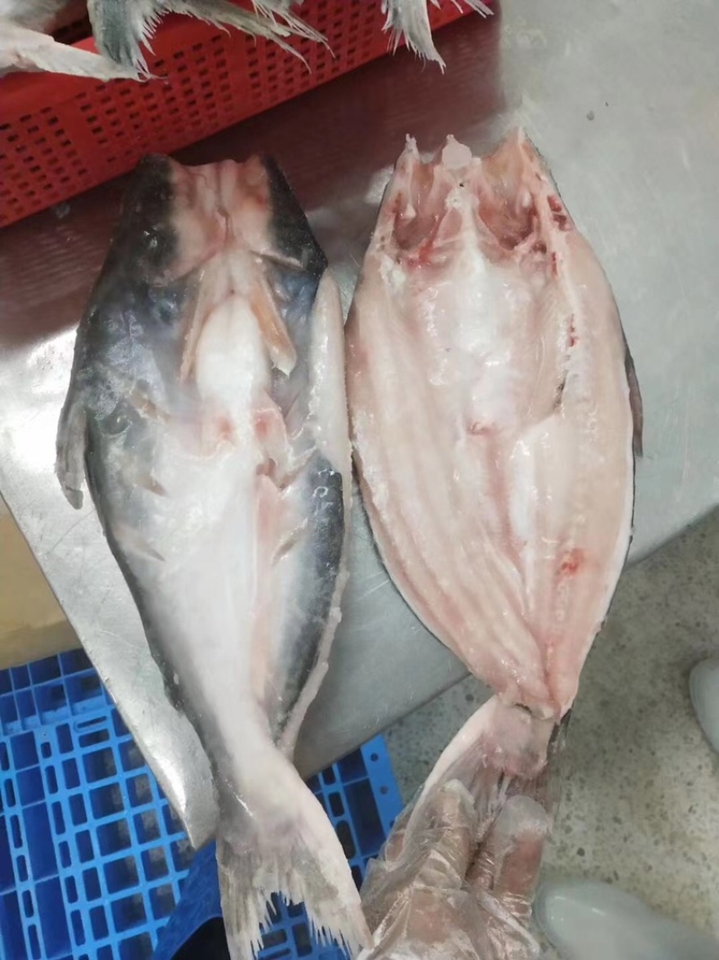 开背巴沙鱼，正关带票越南DL478工厂生产