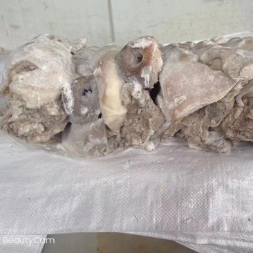 肥猪预煮成品纯干货去骨黑猪头肉十几吨y