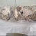 肥猪预煮成品纯干货去骨黑猪头肉十几吨y
