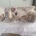 肥猪预煮成品纯干货去骨黑猪头肉十几吨y