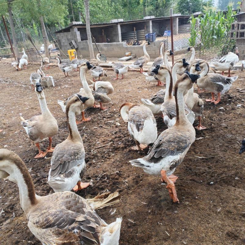 供应纯种狮头鹅狮头鹅养殖场狮头鹅苗价格