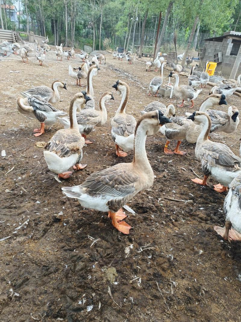 供应纯种狮头鹅狮头鹅养殖场狮头鹅苗价格