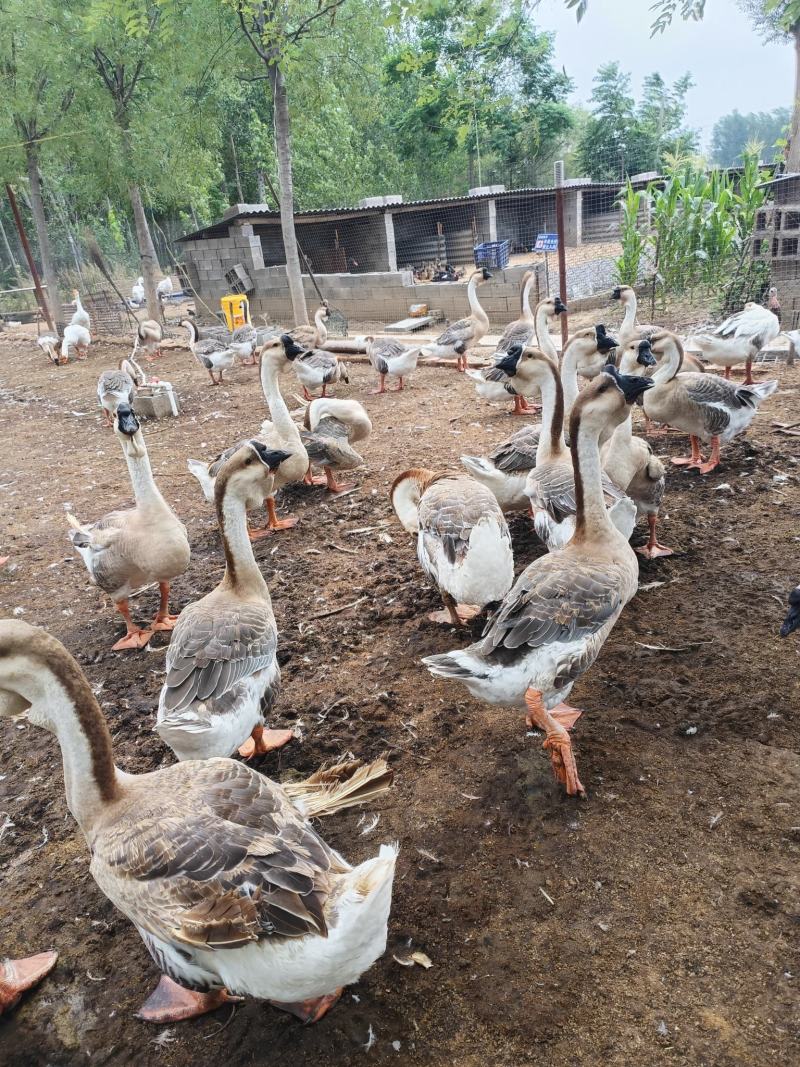 供应纯种狮头鹅狮头鹅养殖场狮头鹅苗价格