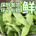 吉林产区油豆角大量上市货源充足可代发全国