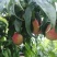 出售毛桃秦超二号