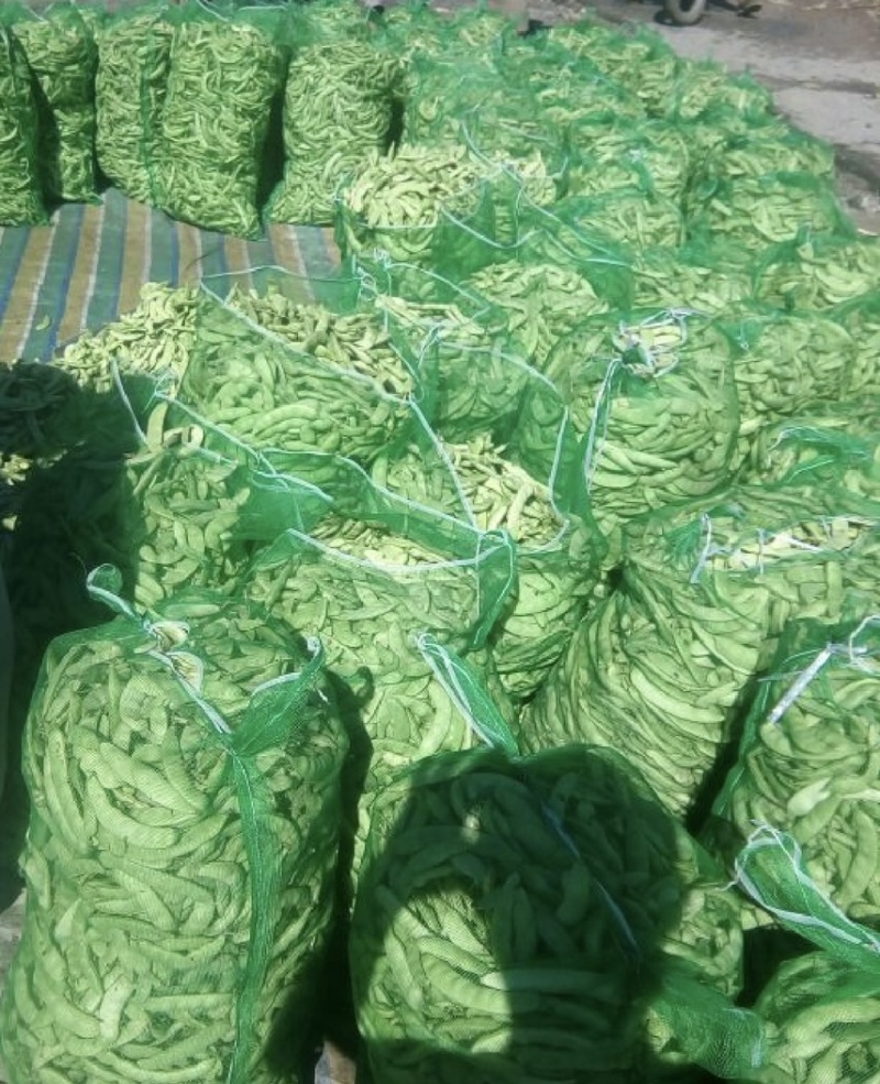 吉林产区油豆角大量上市货源充足可代发全国